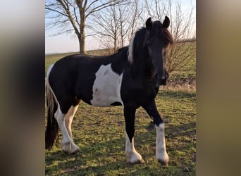 Barocco pinto, Giumenta, 3 Anni, 158 cm, Tobiano-tutti i colori