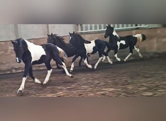 Barocco pinto, Giumenta, 3 Anni, 158 cm, Tobiano-tutti i colori