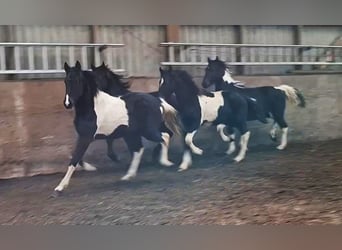 Barocco pinto, Giumenta, 3 Anni, 158 cm, Tobiano-tutti i colori