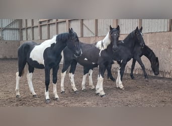 Barocco pinto, Giumenta, 3 Anni, 158 cm, Tobiano-tutti i colori