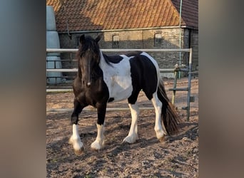 Barocco pinto, Giumenta, 3 Anni, 158 cm, Tobiano-tutti i colori