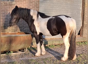 Barocco pinto, Giumenta, 3 Anni, 158 cm, Tobiano-tutti i colori