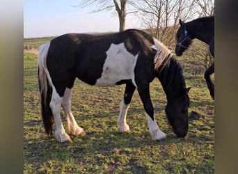 Barocco pinto, Giumenta, 3 Anni, 158 cm, Tobiano-tutti i colori
