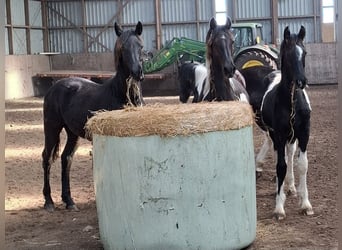 Barocco pinto, Giumenta, 3 Anni, 158 cm, Tobiano-tutti i colori
