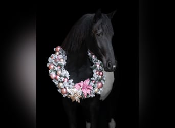 Barocco pinto, Giumenta, 3 Anni, 162 cm, Tobiano-tutti i colori