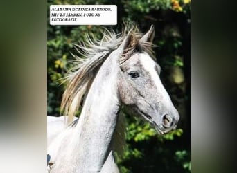 Barocco pinto, Giumenta, 4 Anni, 159 cm, Grigio