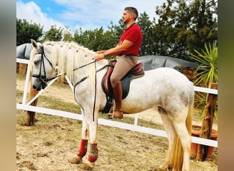 Barocco pinto, Giumenta, 4 Anni, 159 cm, Grigio