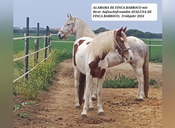 Barocco pinto, Giumenta, 4 Anni, 159 cm, Grigio