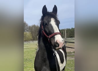 Barocco pinto, Giumenta, 4 Anni, 160 cm, Pezzato