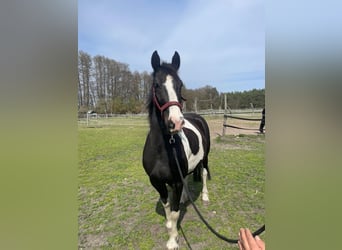 Barocco pinto, Giumenta, 4 Anni, 160 cm, Pezzato