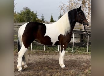 Barocco pinto, Giumenta, 4 Anni, 166 cm, Pezzato