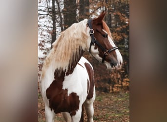 Barocco pinto, Giumenta, 5 Anni, 158 cm, Pezzato