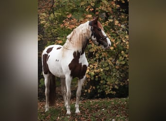 Barocco pinto, Giumenta, 5 Anni, 158 cm, Pezzato