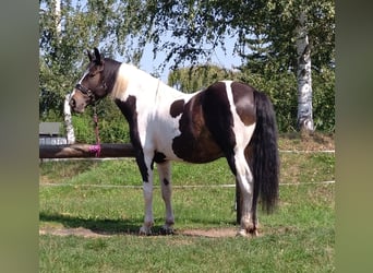 Barocco pinto, Giumenta, 5 Anni, 160 cm, Pezzato