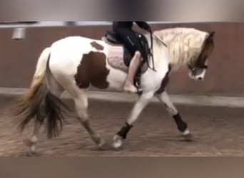 Barocco pinto, Giumenta, 6 Anni, 158 cm, Pezzato