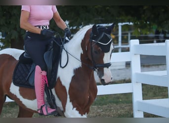 Barocco pinto, Giumenta, 6 Anni, 161 cm, Pezzato