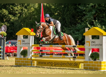 Barocco pinto, Giumenta, 7 Anni, 155 cm, Pezzato