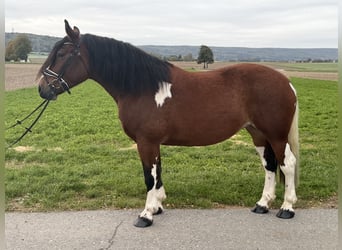 Barocco pinto, Giumenta, 7 Anni, 158 cm, Pezzato