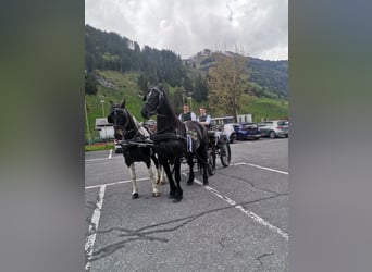 Barocco pinto, Giumenta, 7 Anni, 160 cm, Pezzato