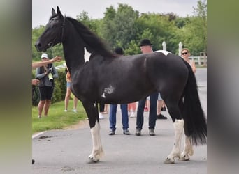 Barocco pinto, Giumenta, 7 Anni, Pezzato