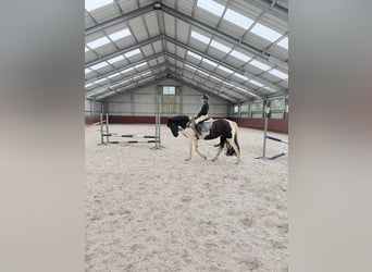 Barocco pinto, Giumenta, 9 Anni, 161 cm, Baio