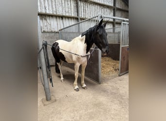 Barocco pinto, Giumenta, 9 Anni, 161 cm, Baio
