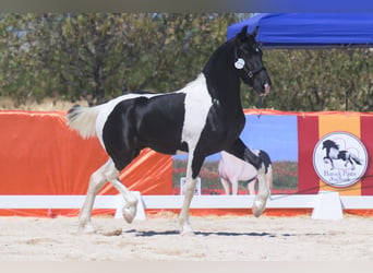 Barocco pinto, Stallone, 1 Anno, 154 cm, Pezzato