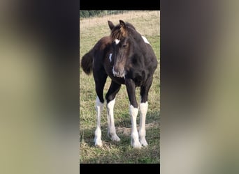 Barocco pinto, Stallone, 1 Anno, 155 cm