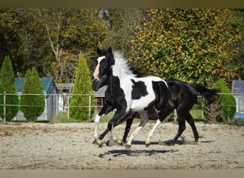 Barocco pinto, Stallone, 1 Anno, Tobiano-tutti i colori