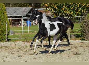 Barocco pinto, Stallone, 1 Anno, Tobiano-tutti i colori