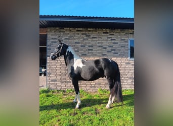 Barocco pinto, Stallone, 2 Anni, 157 cm, Pezzato