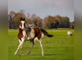 Barocco pinto, Stallone, 2 Anni, 160 cm, Overo-tutti i colori