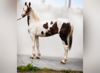 Barocco pinto, Stallone, 2 Anni, 164 cm, Sabino