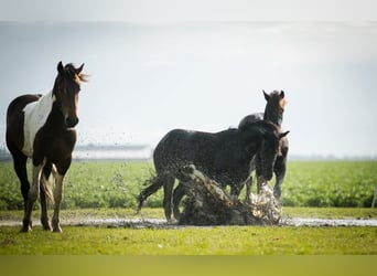 Barocco pinto, Stallone, 2 Anni, 165 cm, Pezzato