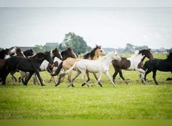 Barocco pinto, Stallone, 2 Anni, 165 cm, Pezzato