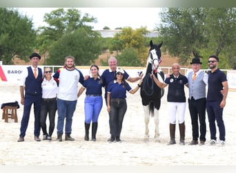 Barocco pinto, Stallone, 3 Anni, 166 cm, Tobiano-tutti i colori