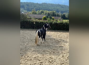 Barocco pinto, Stallone, 4 Anni, 161 cm, Pezzato