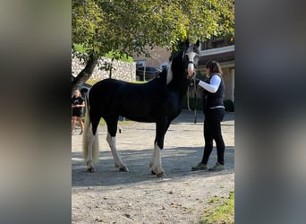 Barocco pinto, Stallone, 4 Anni, 161 cm, Pezzato