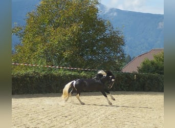 Barocco pinto, Stallone, 4 Anni, 161 cm, Pezzato