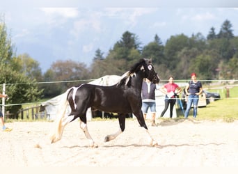 Barocco pinto, Stallone, 4 Anni, 161 cm, Pezzato