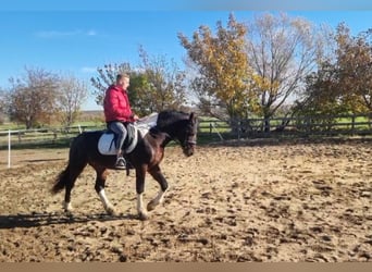 Barocco pinto, Stallone, 4 Anni, 165 cm, Pezzato