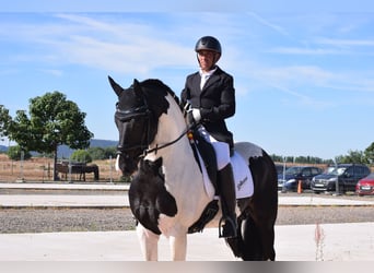 Barocco pinto, Stallone, 4 Anni, 170 cm, Pezzato