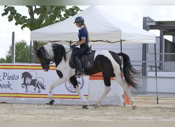 Barocco pinto, Stallone, 4 Anni, 170 cm, Tobiano-tutti i colori