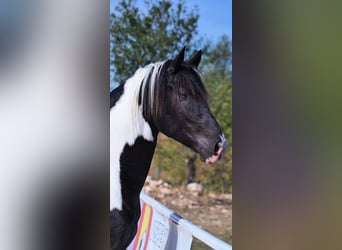 Barocco pinto, Stallone, 4 Anni, 170 cm, Tobiano-tutti i colori