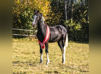 Barocco pinto, Stallone, 5 Anni, 161 cm, Pezzato