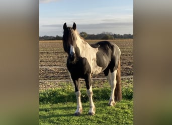 Barocco pinto, Stallone, 5 Anni, 165 cm, Tobiano-tutti i colori