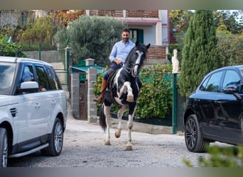 Barocco pinto, Stallone, 5 Anni, 170 cm, Pezzato