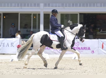 Barocco pinto, Stallone, 6 Anni, 161 cm, Tobiano-tutti i colori