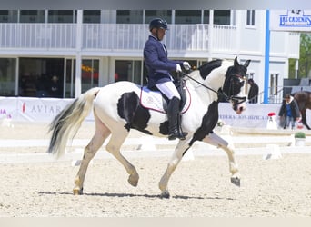 Barocco pinto, Stallone, 6 Anni, 161 cm, Tobiano-tutti i colori