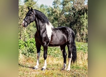 Barocco pinto, Stallone, 8 Anni, 167 cm, Pezzato